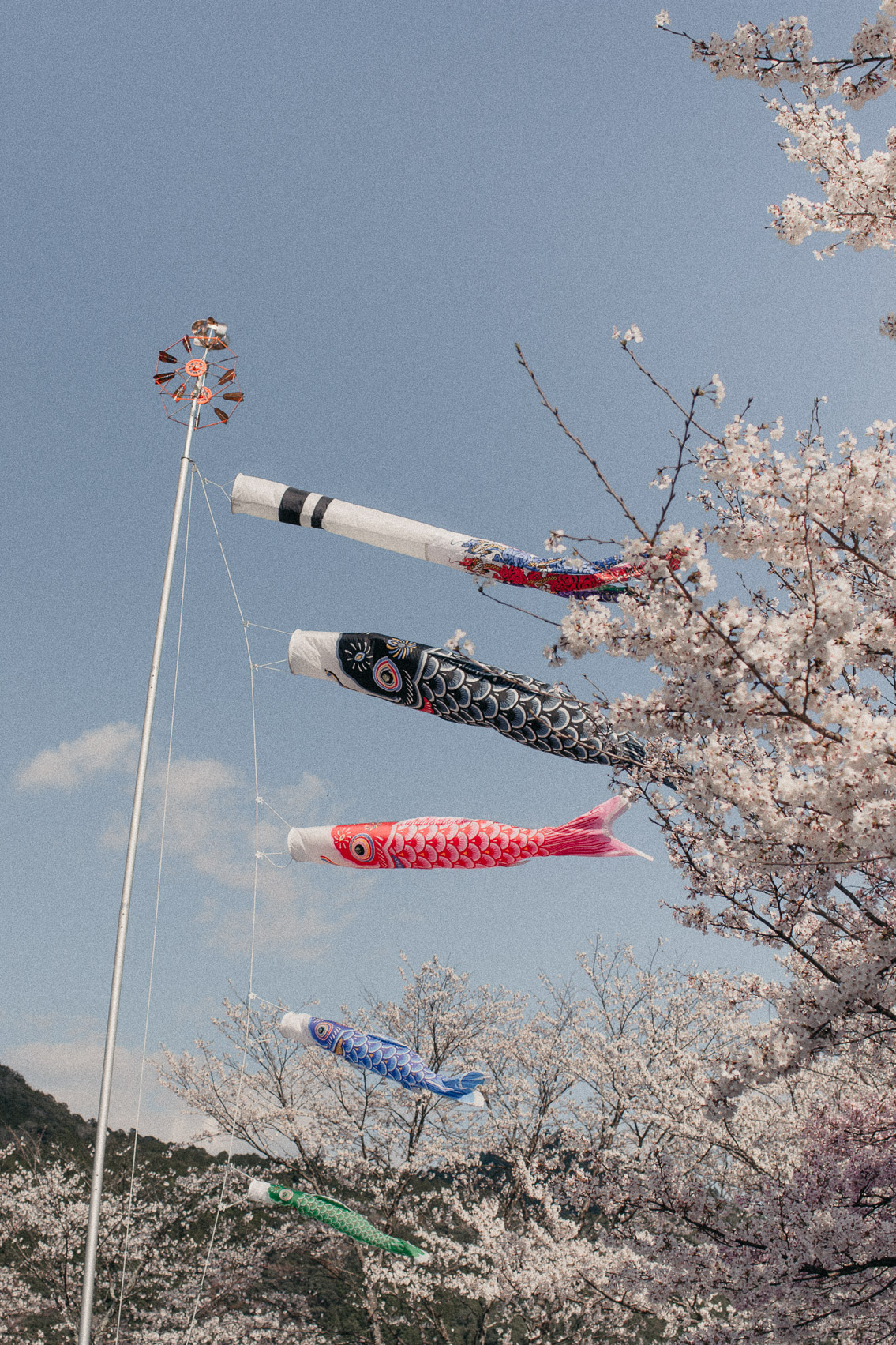 Hongu Taisha Otorii Koinobori - The cat, you and us