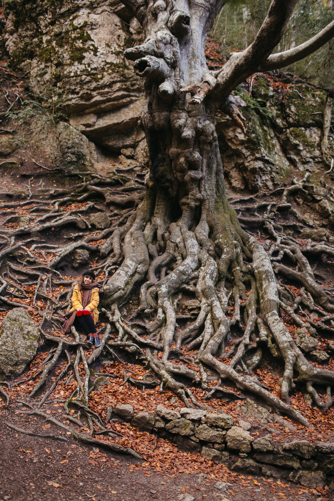 Fageda del Retaule - The cat, you and us