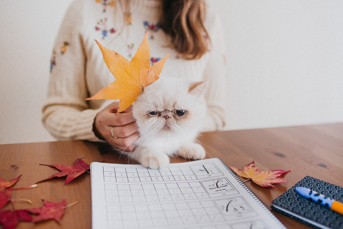 Learning Japanese autumn vibes - The cat, you and us