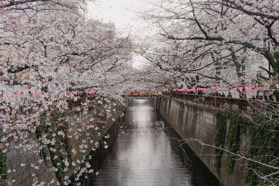 Sakura in Tokyo, Nakameguro