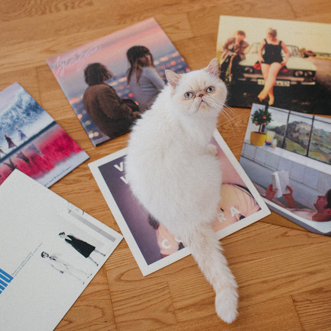 Vinyl disc collection - The cat, you and us