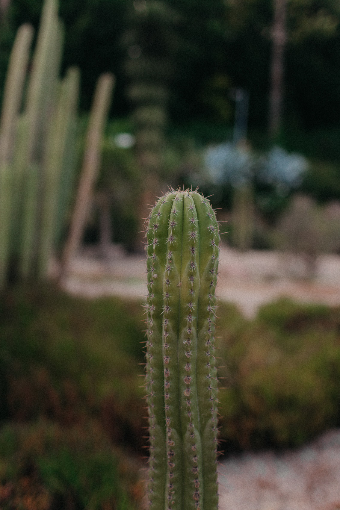 Barcelona cactus garden - The cat, you and us
