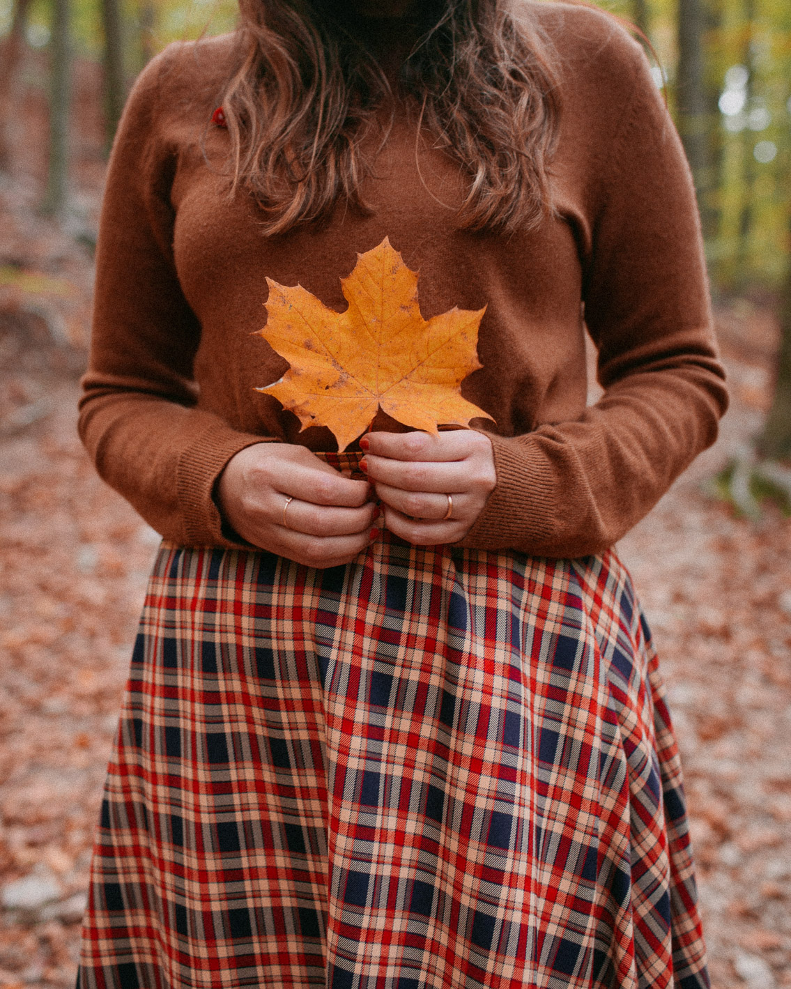 Montseny fall colors (otoño, tardor) - The cat, you and us