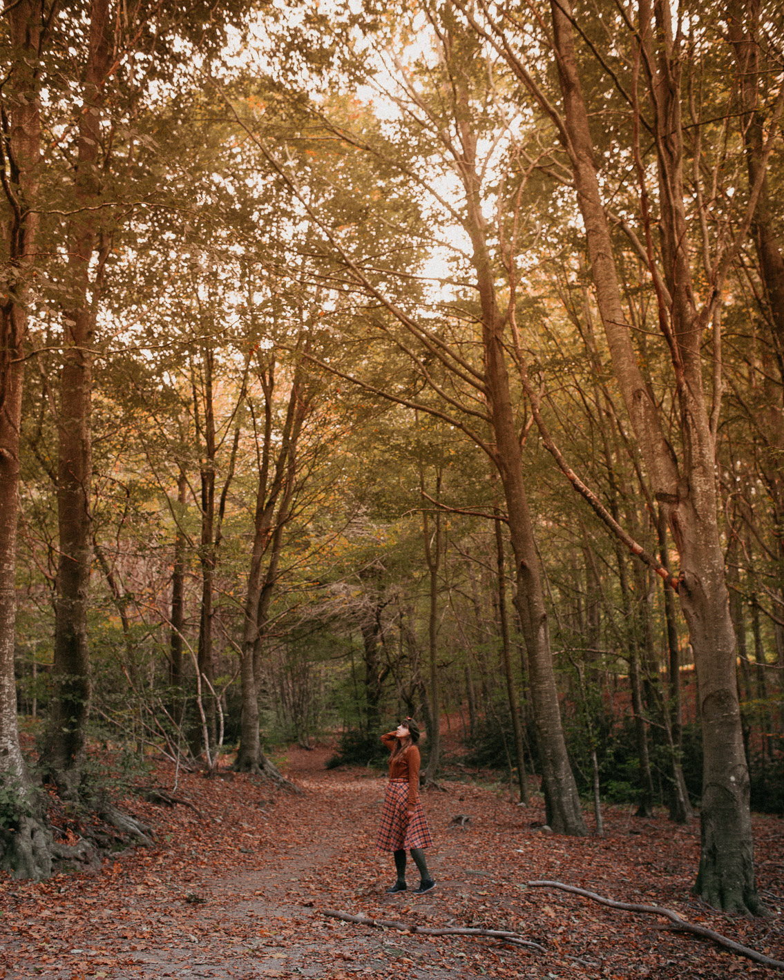 Montseny fall colors (otoño, tardor) - The cat, you and us