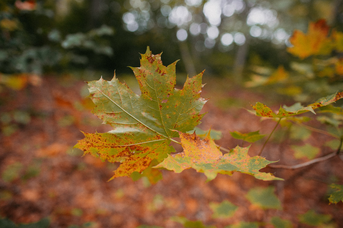 Montseny fall colors (otoño, tardor) - The cat, you and us