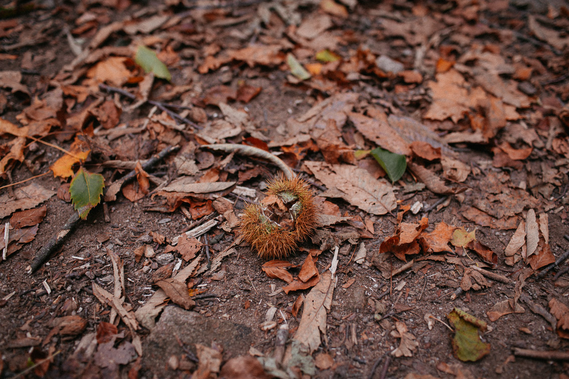 Montseny fall colors (otoño, tardor) - The cat, you and us