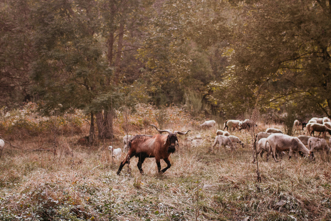 Montseny fall colors (otoño, tardor) - The cat, you and us