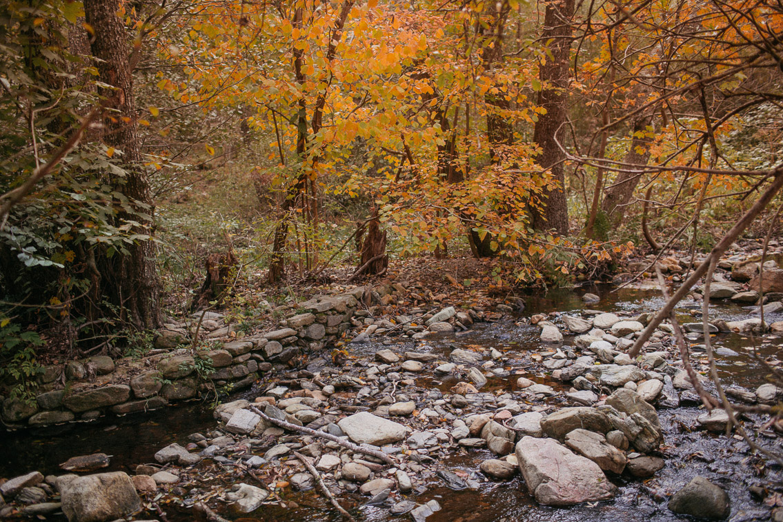 Montseny fall colors (otoño, tardor) - The cat, you and us