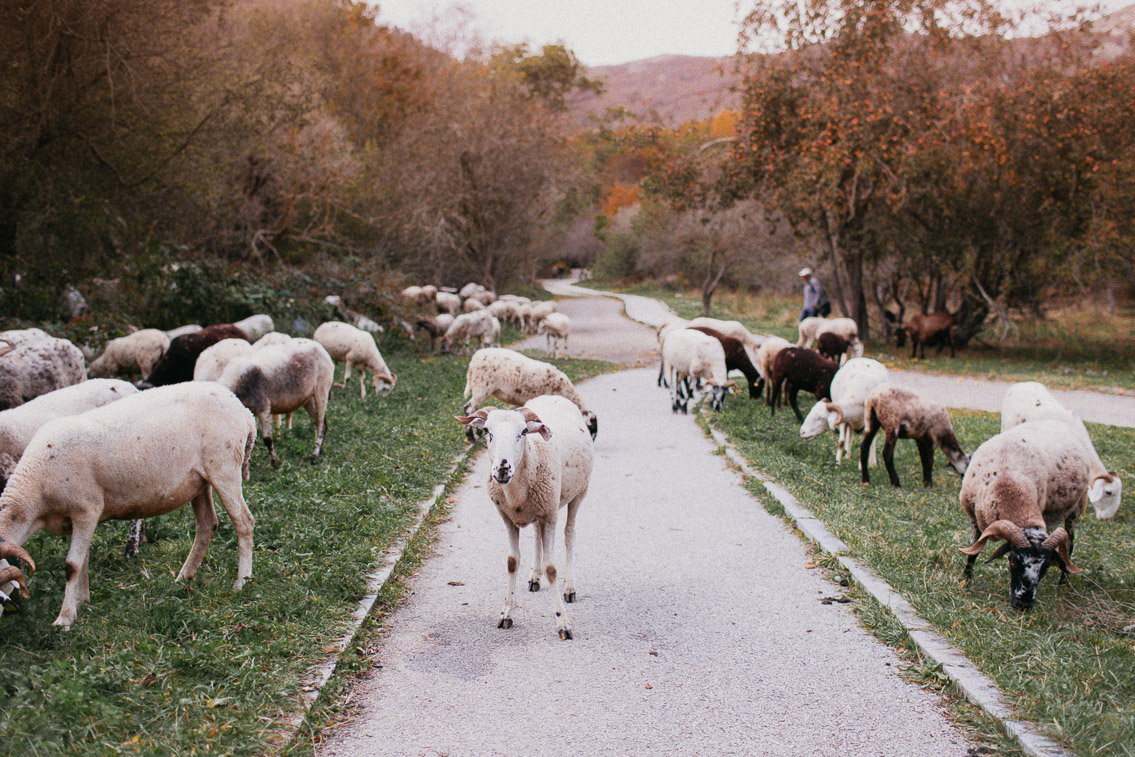 Montseny fall colors (otoño, tardor) - The cat, you and us