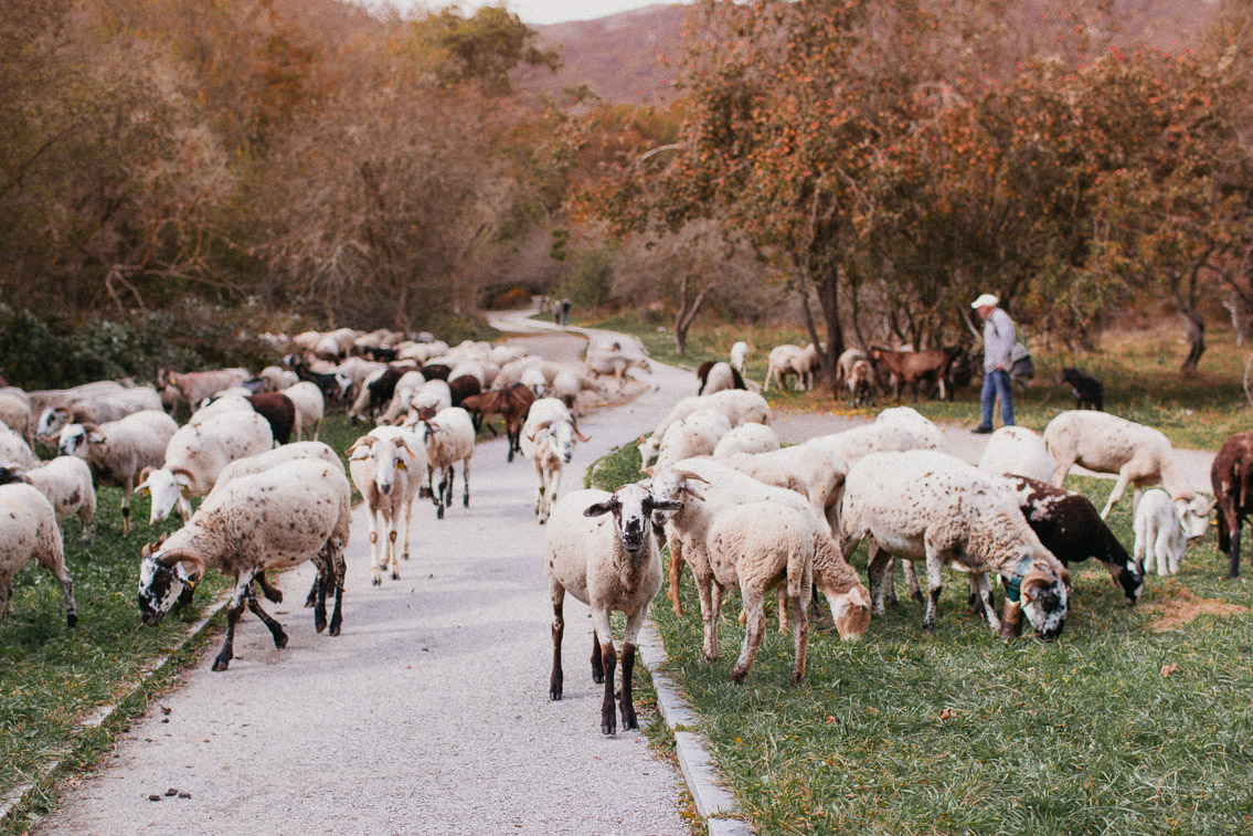 Montseny fall colors (otoño, tardor) - The cat, you and us