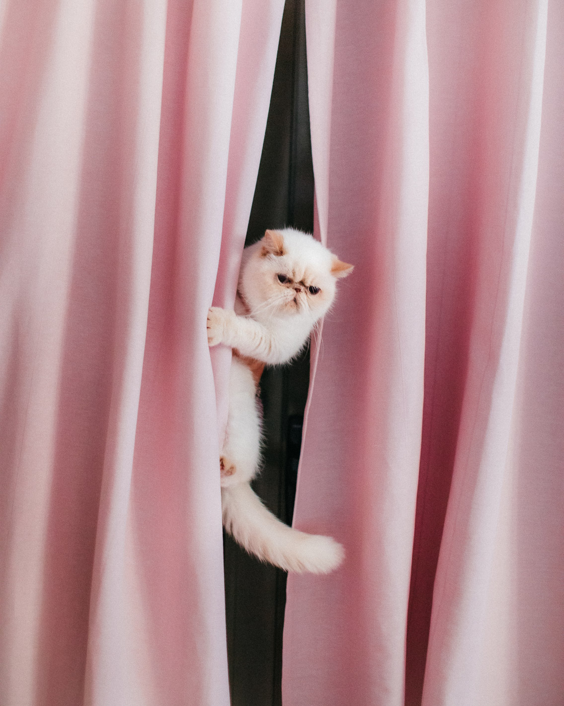 Pink curtains, pastel home - The cat, you and us