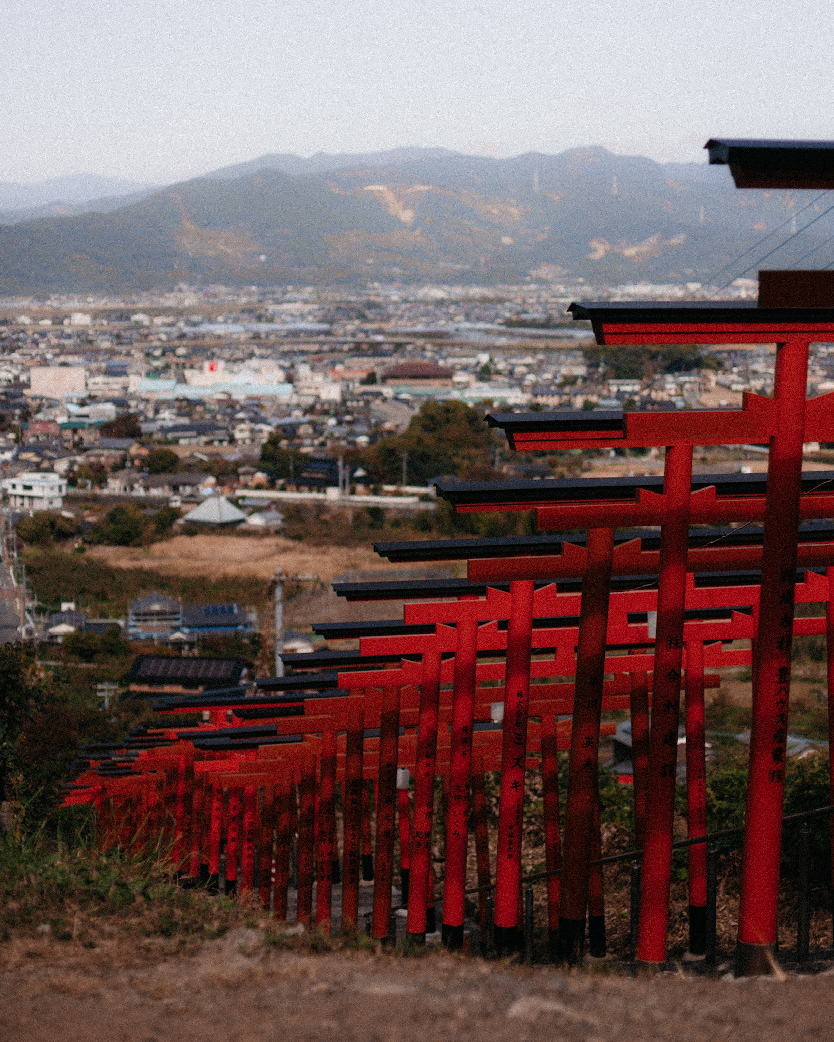 Ukiha Inari Shrine - The cat, you and us