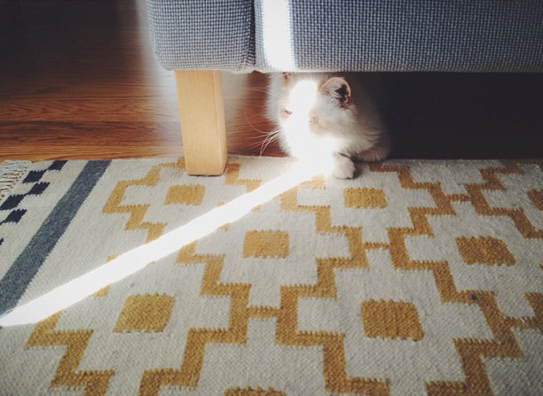 Juno super powers - the cat, you and us