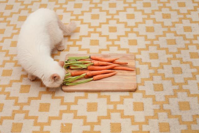 Juno and some carrots - The cat, you and us